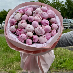 29 пионов "Сара-Бернар" в нежно-розовой упаковке
